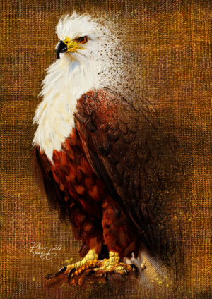 African Eagle