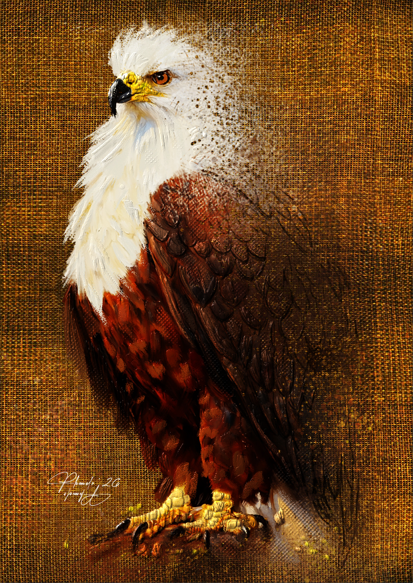 African Eagle
